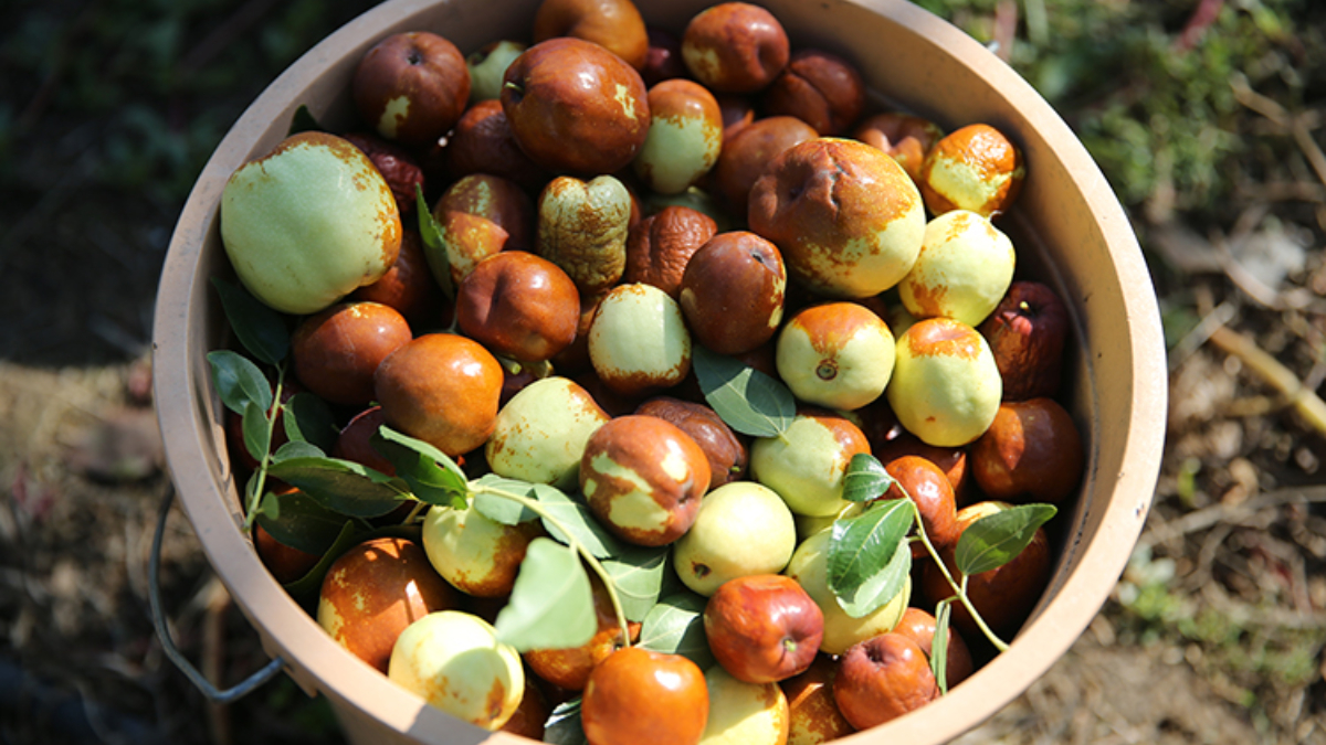 edirneli ureticinin yeni gozdesi hunnap c9LmT6F4.jpg