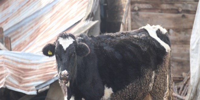 boluda 18 koy ve 4 mahallede sap karantinasi rGu85cN8.jpg