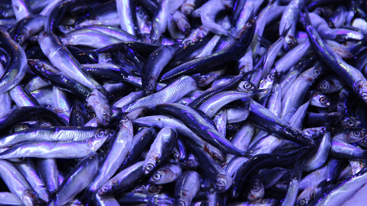 corumda hamsinin kilosu 40 liraya dustu kuyruk olustu 5cSl7HJM.jpg